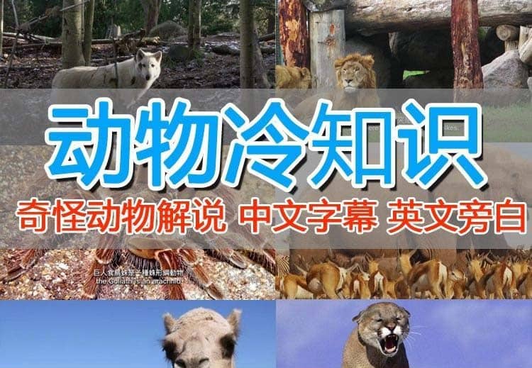 外面卖1699的国外纪录片解说（动物解说、美食、动画片）稳过中视频-星璨学社