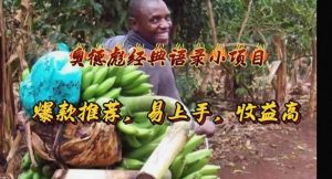 奥德彪经典语录小项目，爆款推荐，易上手，收益高-星璨学社